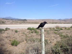 again, love these black crows